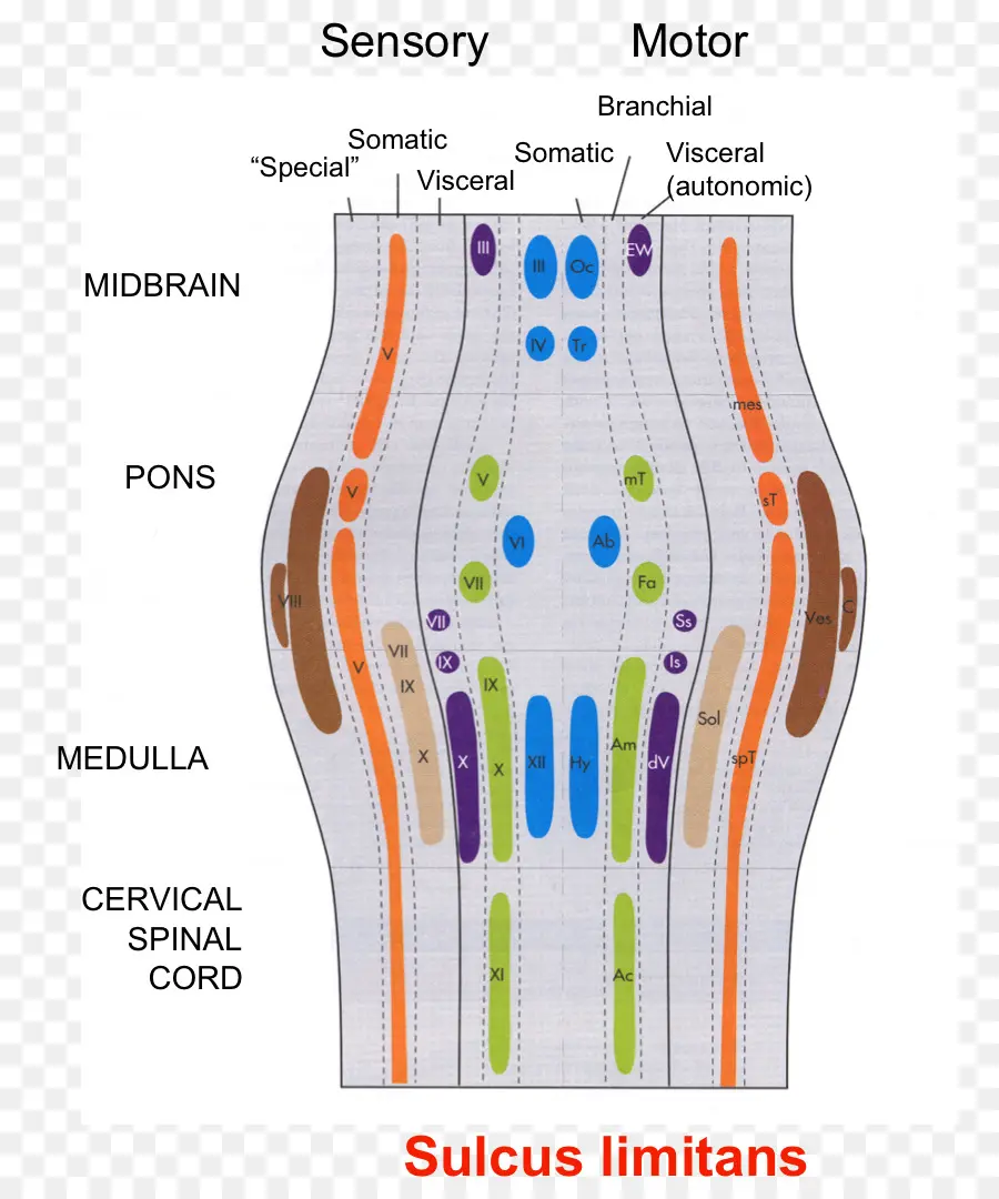 Diagrama Del Cerebro，Sensorio PNG