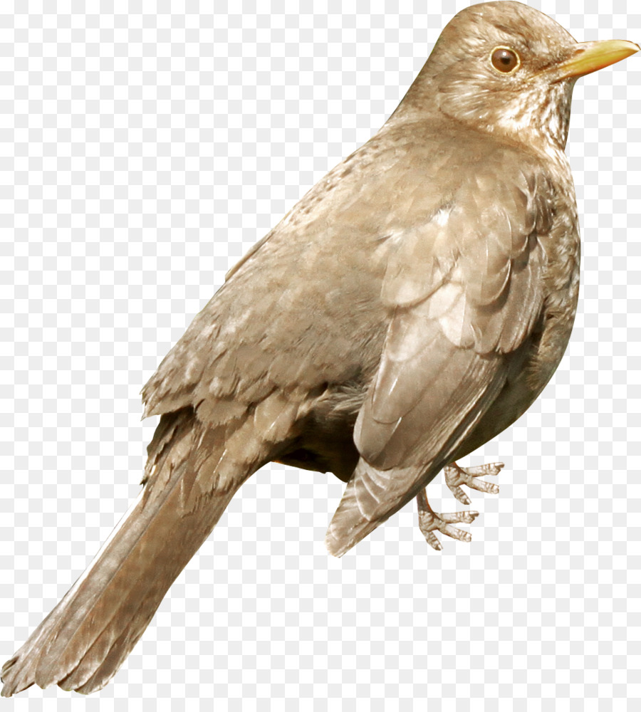 Pájaro，Plumas PNG