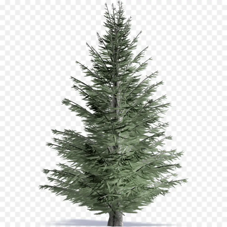 Pino，Árbol PNG