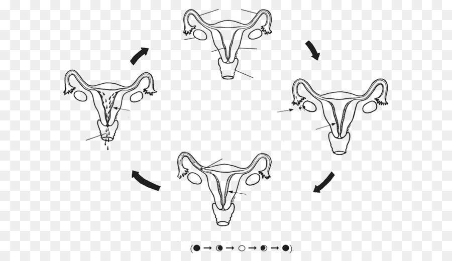 Mujer，Ciclo Menstrual PNG