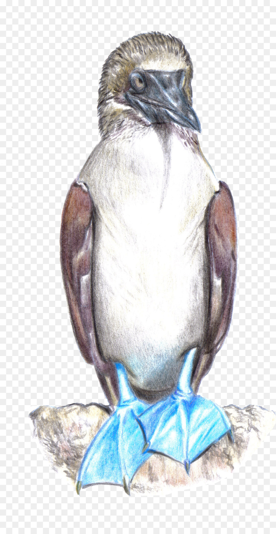 Pingüino，Islas Galápagos PNG