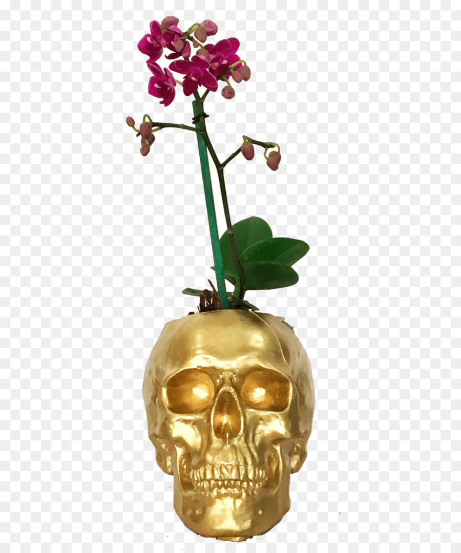 La Polilla De Las Orquídeas，Florero PNG