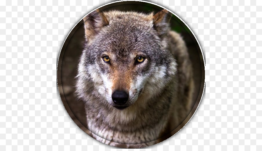 Coyote，Husky Siberiano PNG