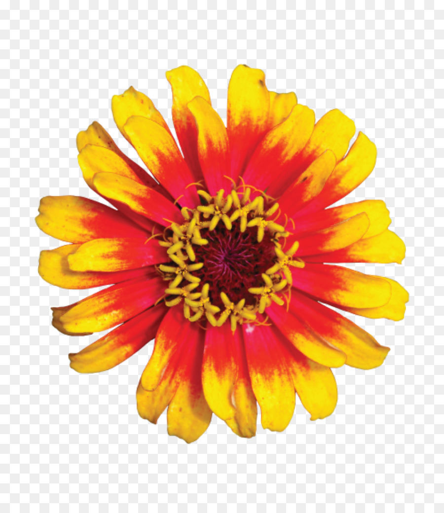 Flor Roja，Flor PNG