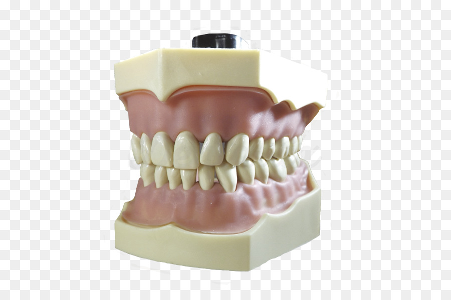 Diente，Odontología PNG