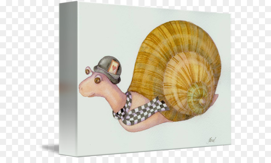 Caracol，Nautiluses PNG