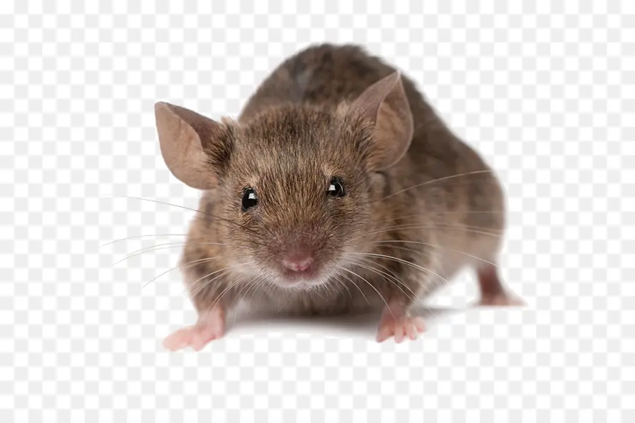 Ratón，Roedores PNG