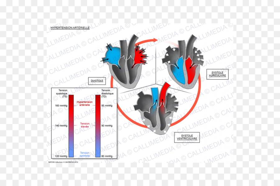 Diagrama Del Corazon，Circulación Sanguínea PNG