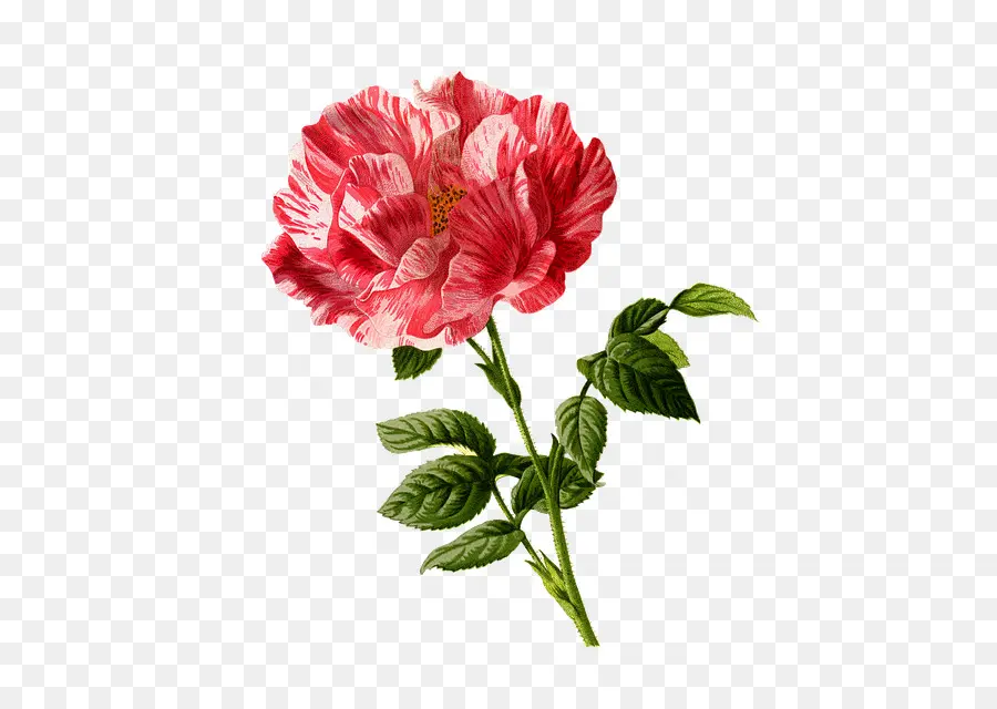 Rosa，Flor PNG