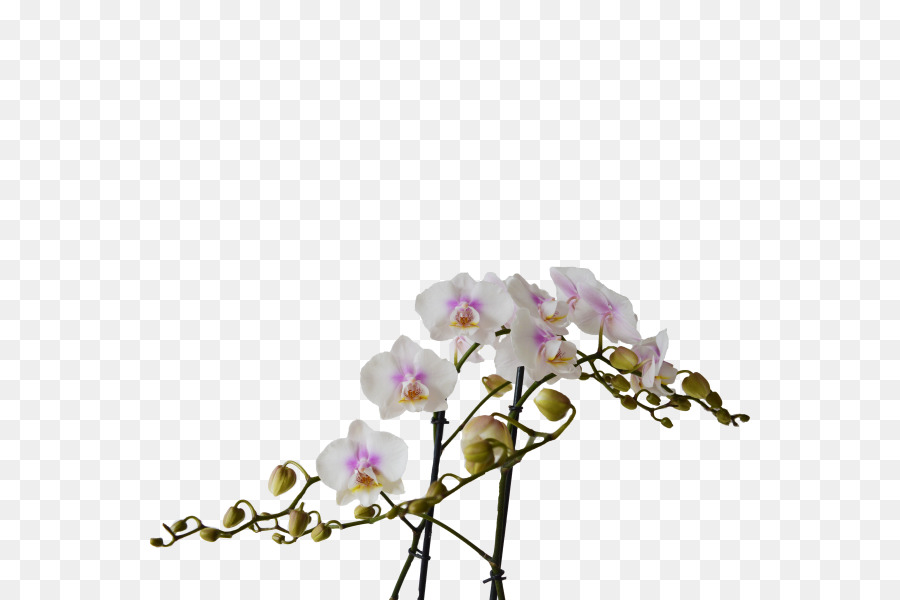 Orquídea Rosa Y Blanca，Florecer PNG