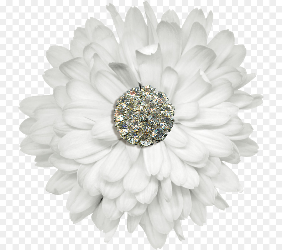 Transvaal Daisy，Joyería PNG