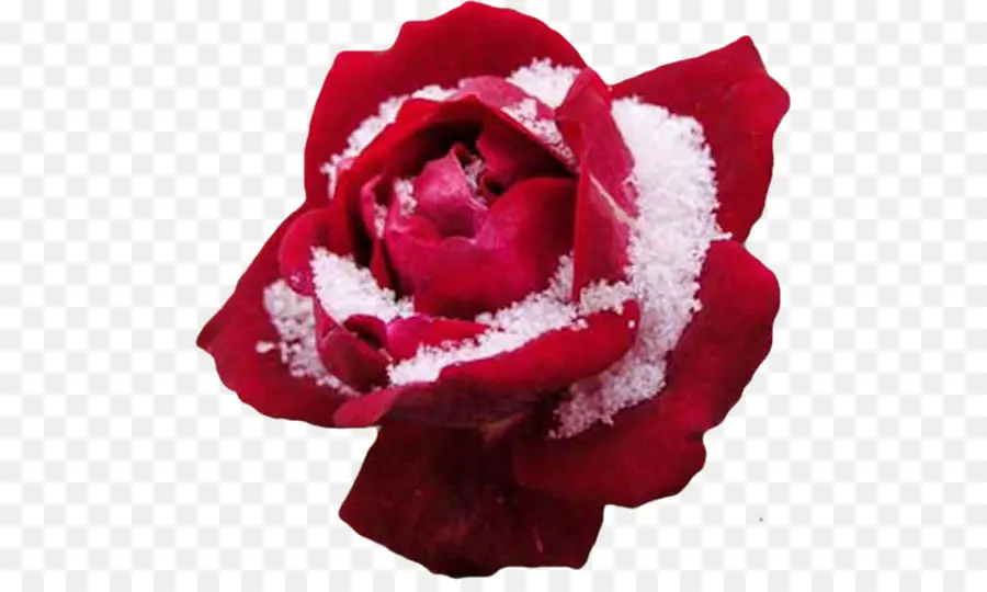 Rosa Roja Con Nieve，Rosa PNG