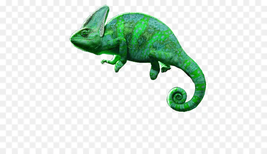 Los Camaleones，Iguanas PNG