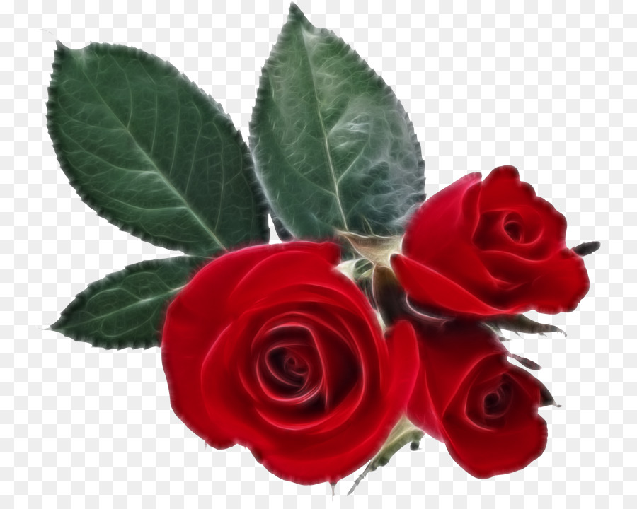 Rosas Rojas Y Blancas，Ramo PNG