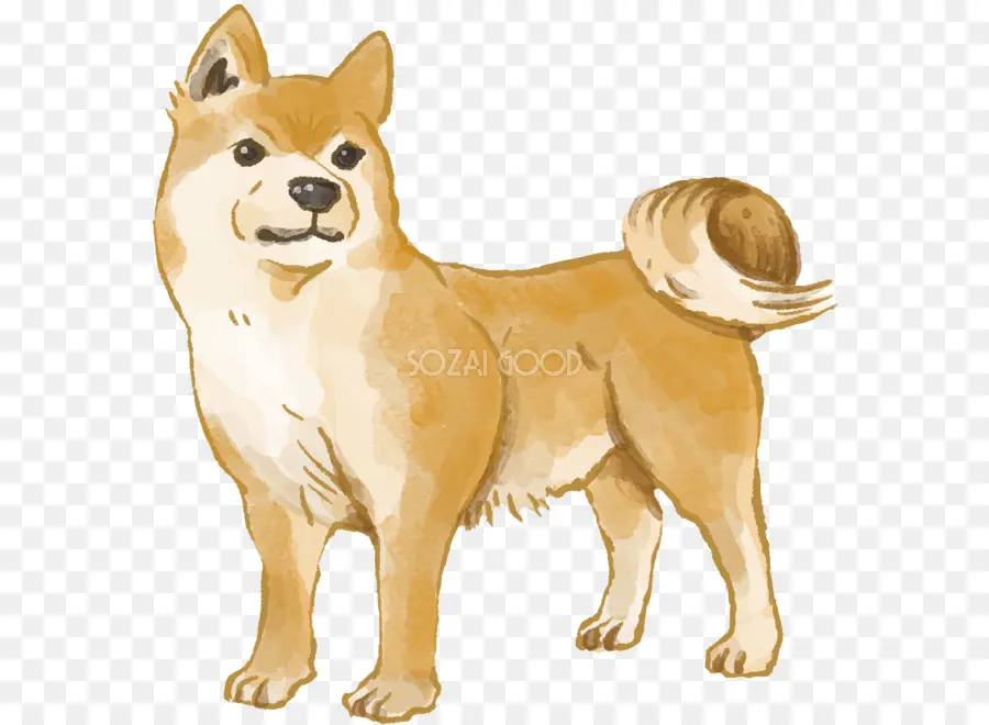 Shiba Inu，Perro PNG