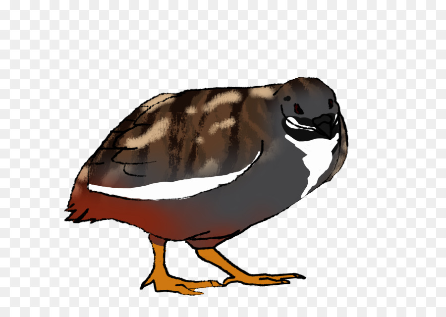 Pato，Ganso PNG