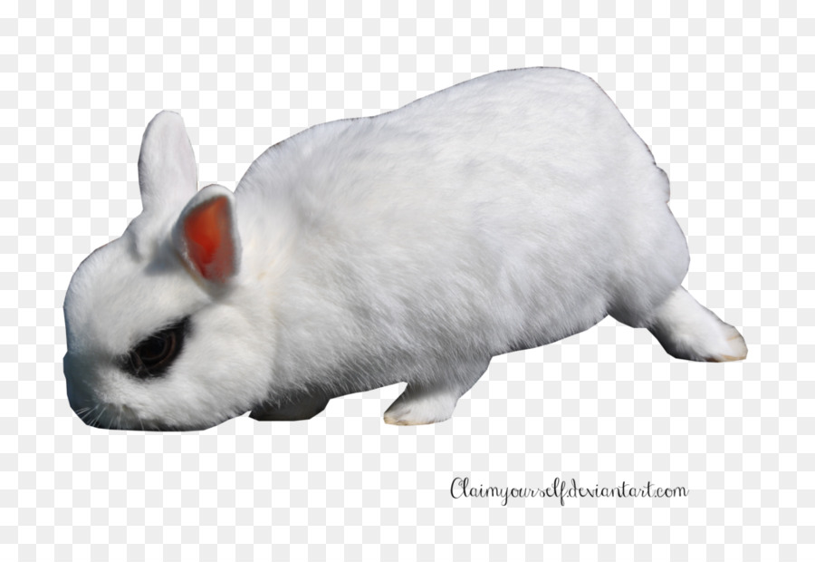 Conejo Blanco，Liebre PNG