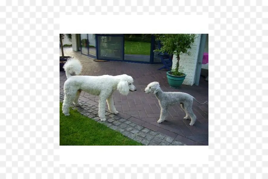 Poodle Estándar，Lagotto Romagnolo PNG