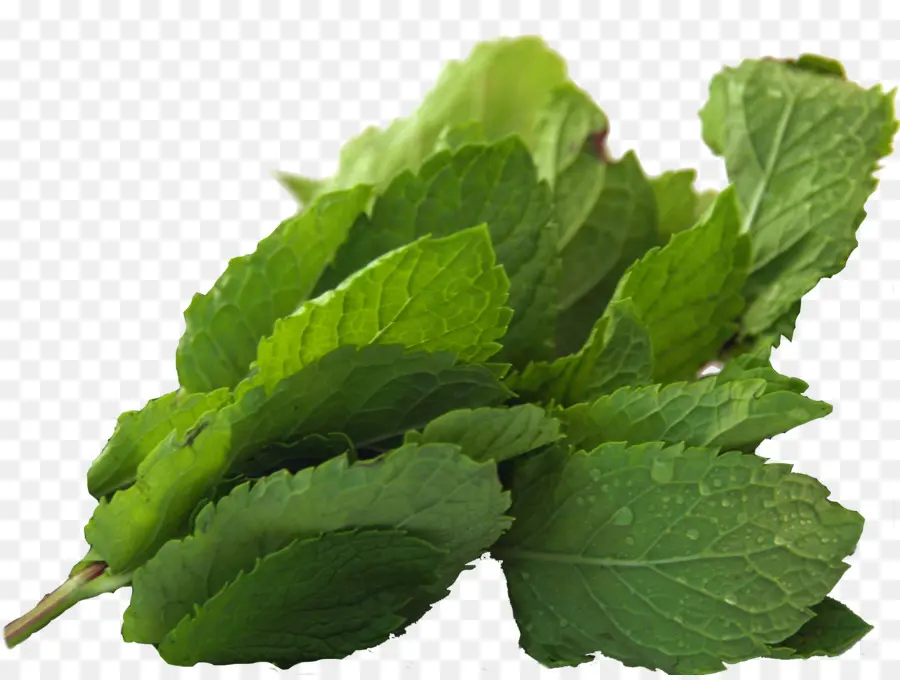 Menta，Té De Hierbas PNG