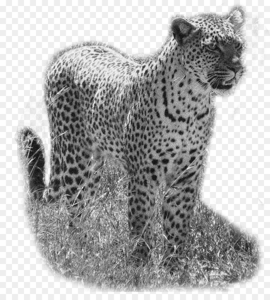 Leopardo，Guepardo PNG