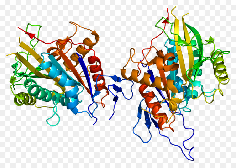 Proteína，Centrómero PNG