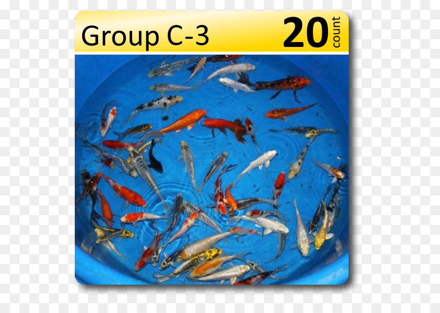 Koi，Peces óseos PNG