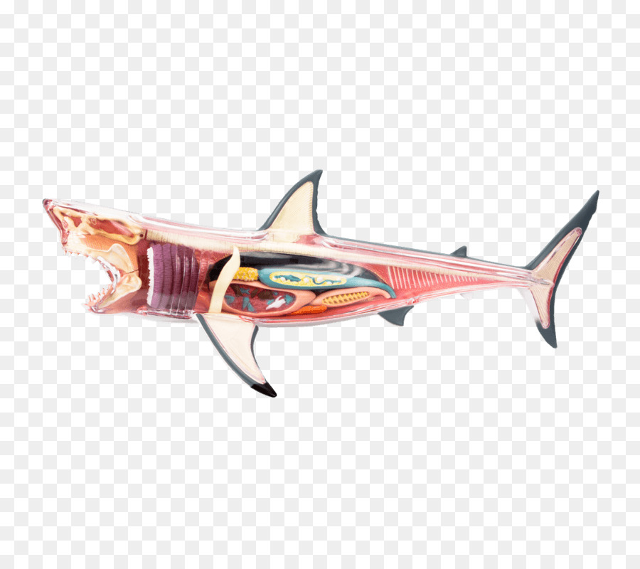 Tiburón，Cebado PNG