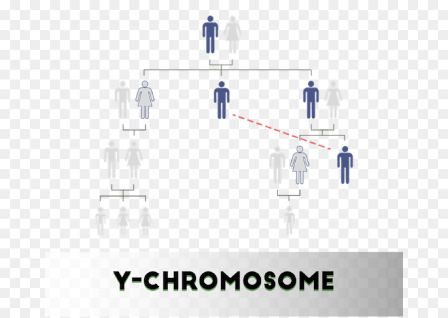 Prueba De Paternidad De Adn，Adn PNG