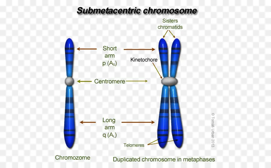 El Cromosoma，Estructura De Los Cromosomas Eucariotas PNG