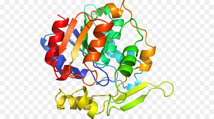 Estructura De La Proteína，Molécula PNG