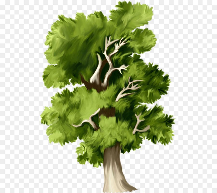 árbol，Perejil PNG