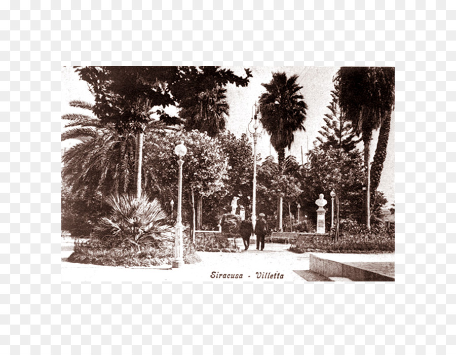 Siracusa，Arecaceae PNG