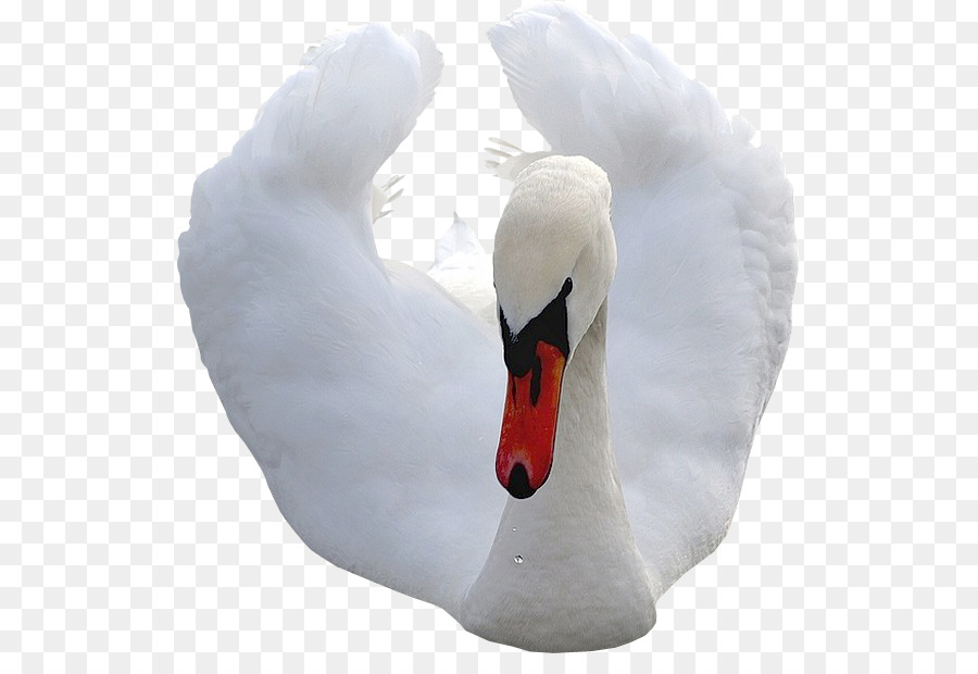 Cygnini，Pato PNG