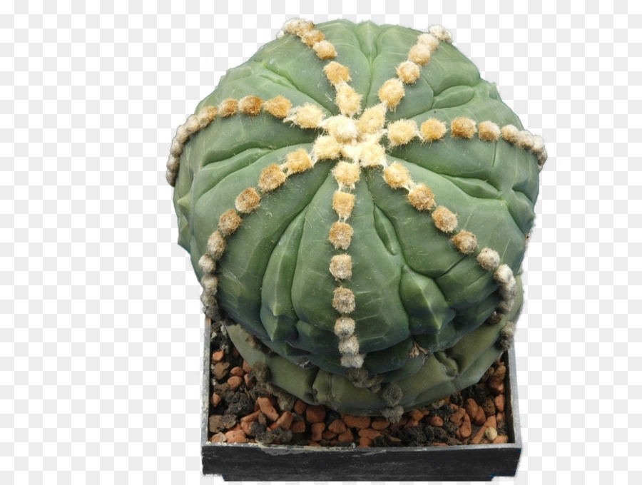 Astrophytum Asterias，Cactus San Pedro PNG