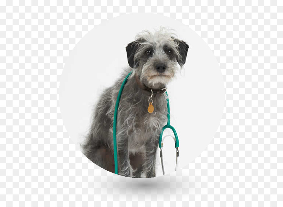 Schnauzer Miniatura，Lurcher PNG