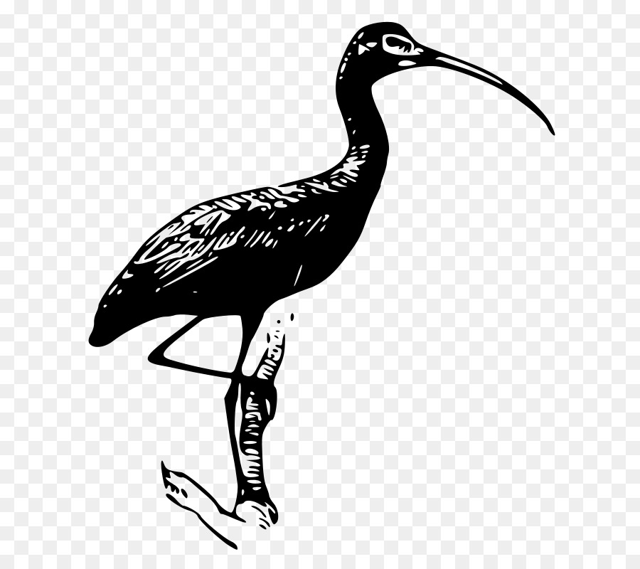 Ibis，El Morito PNG