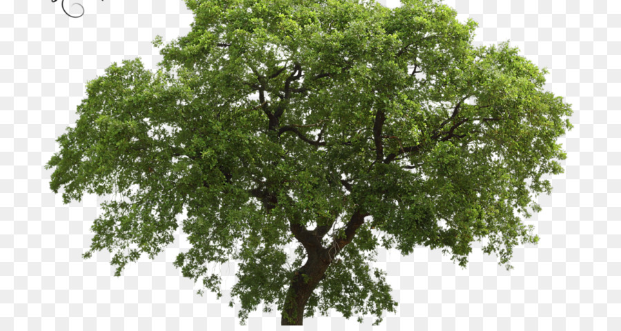 Árbol，La Naturaleza PNG