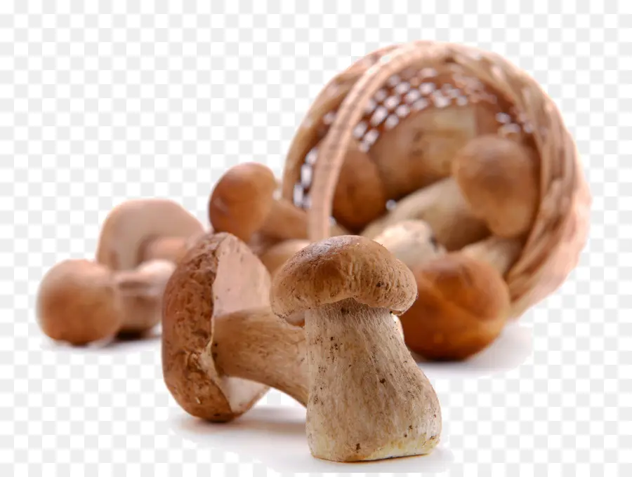 Shiitake，Hericium Erinaceus PNG