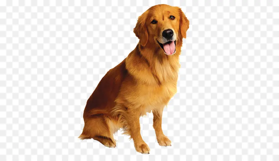 Golden Retriever，Mascota PNG