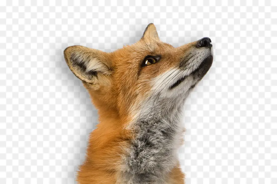 Zorro Rojo，Fox PNG