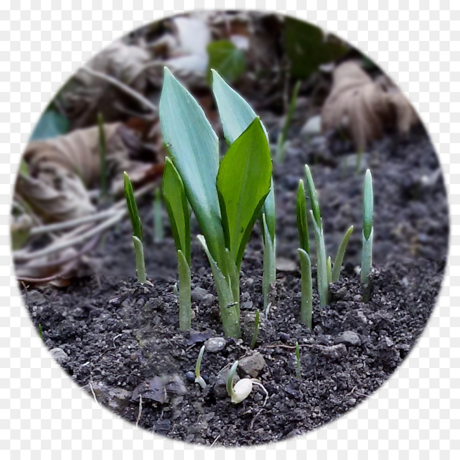 Ramsons，Bombilla PNG