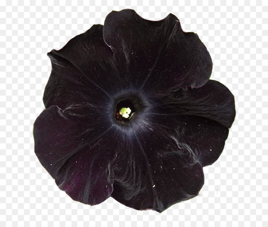 Flor，Imágenes De Flora PNG