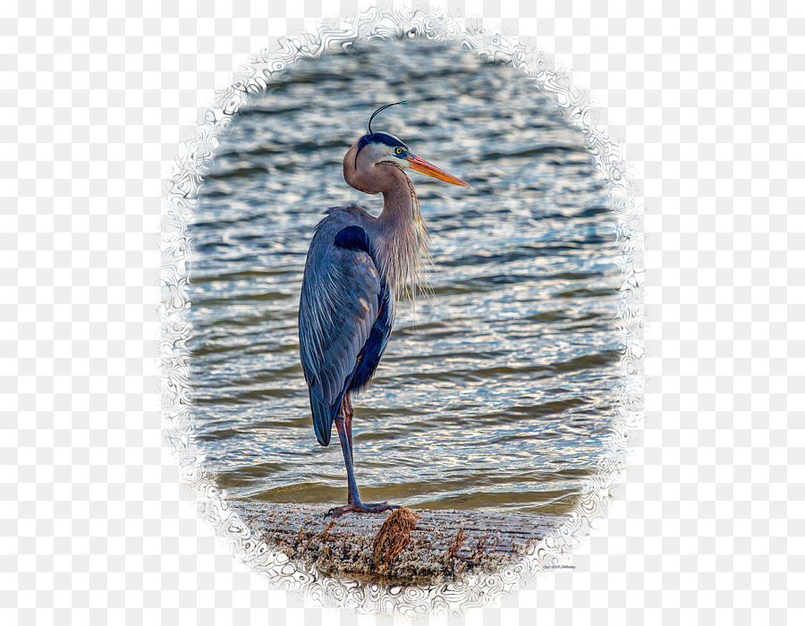 Heron，Grúa PNG