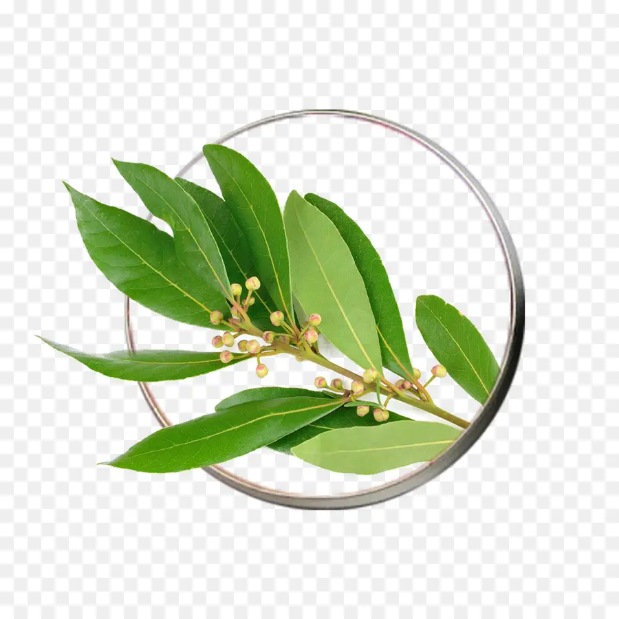 La Hoja De Laurel，Laurel PNG