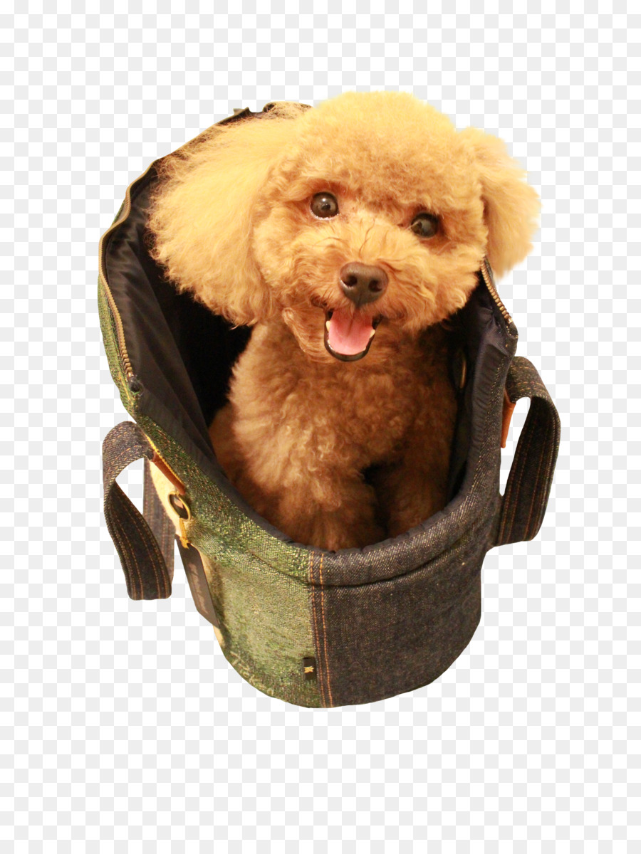 En Miniatura Caniche，Caniche PNG