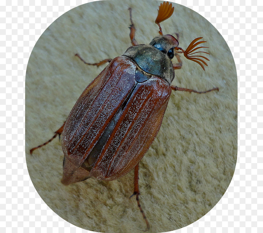 Picudo，Escarabajos De La Hoja De PNG