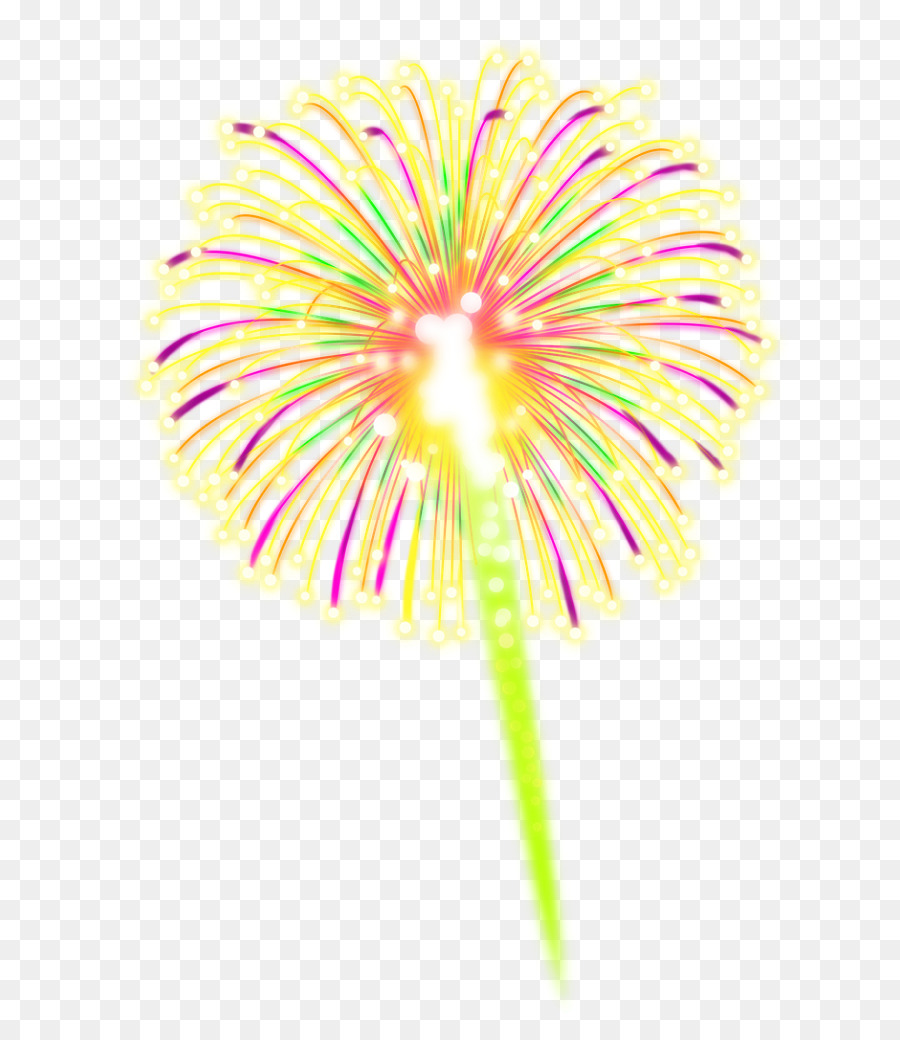 Transvaal Daisy，Primer Plano PNG