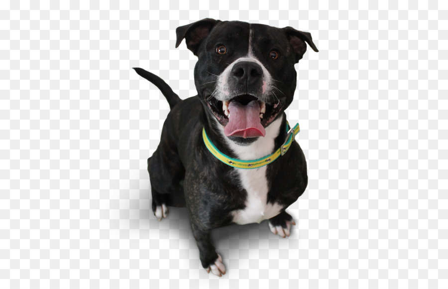 Raza De Perro，Pit Bull PNG