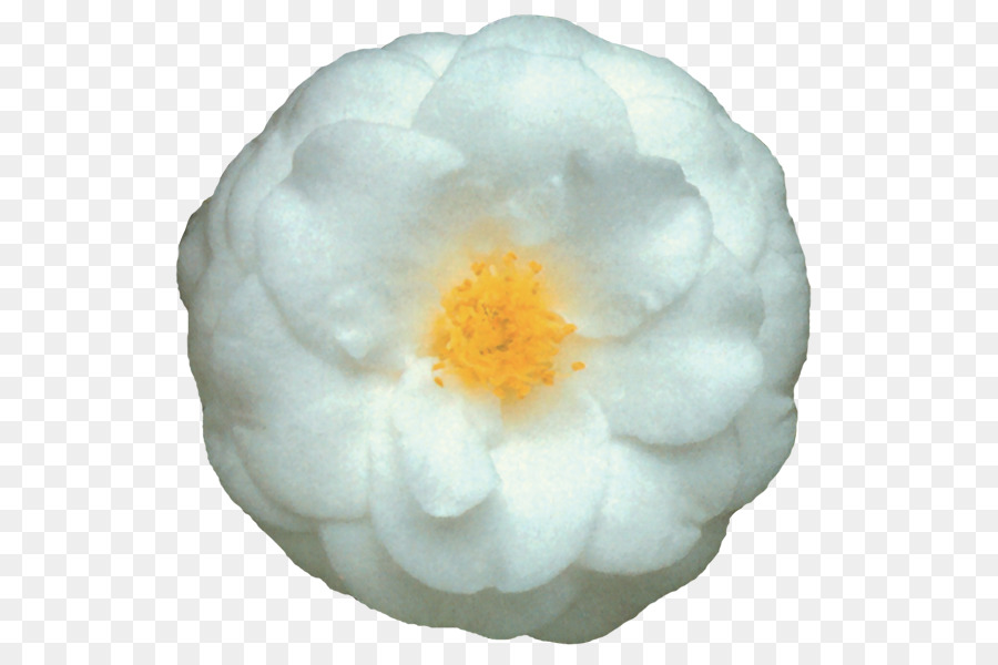 Japonés De La Camelia，Doubleflowered PNG