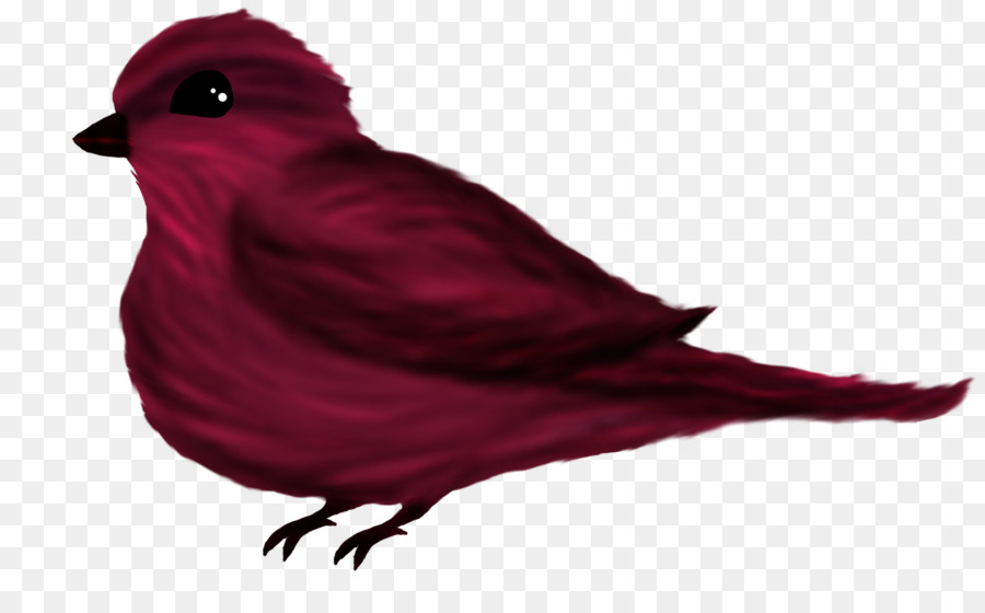 Pico，Pluma PNG